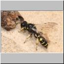 Crabro peltarius - Grabwespe w13 12mm.jpg